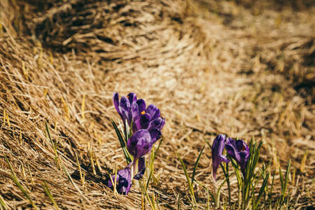 Lawn in the mountains with crocus purple flowers, spring