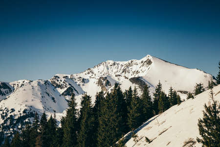 Winter mountains, snow coniferous forest, blue sky, springの写真素材