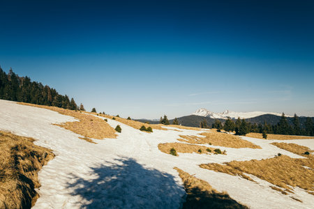 Snow-covered meadow in the mountains, coniferous forest, springの写真素材