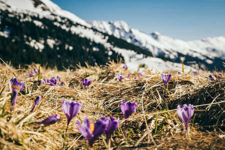 Snow-capped peaks in the mountains, purple flowers, springの写真素材