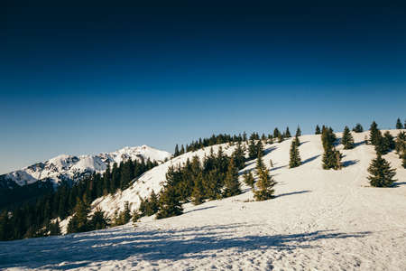 Winter mountains, snow coniferous forest, blue sky, springの写真素材