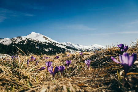 Snow-capped peaks in the mountains, purple flowers, springの写真素材