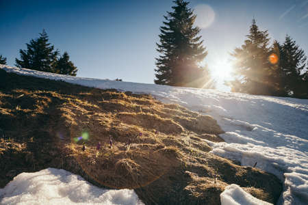 Winter mountains snow, thaw flowers, coniferous forest, springの写真素材