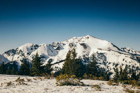 Winter mountains, snow coniferous forest, blue sky, springの写真素材
