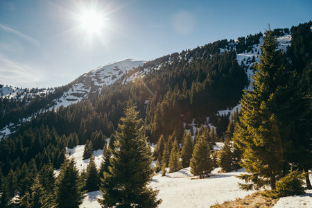 Snow-capped peak and meadow in the mountains coniferous forest, springの写真素材
