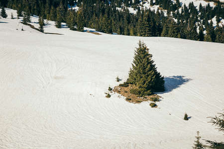 Snow-covered meadow in the mountains, coniferous forest, springの写真素材
