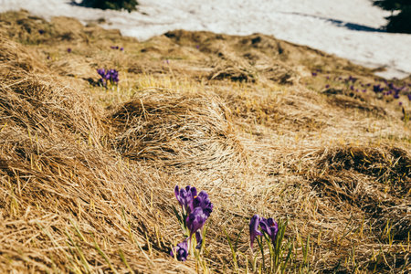 Lawn in the mountains with crocus purple flowers, springの写真素材
