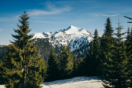 Snow-capped peak and meadow in the mountains coniferous forest, springの写真素材