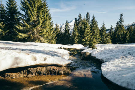 Snow-covered meadow and spring in the mountains coniferous forest, springの写真素材