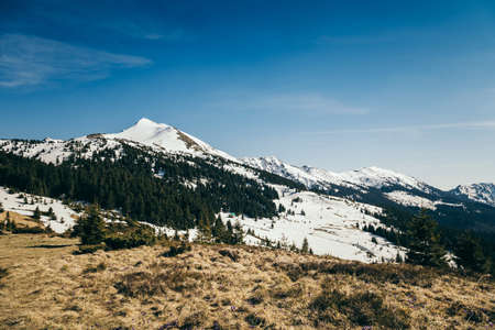 Snow-capped peaks in the mountains, coniferous forest, springの写真素材