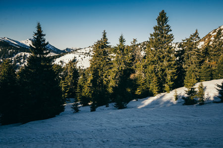 Winter mountains in the snow, coniferous forest, spring, snowy meadowの写真素材