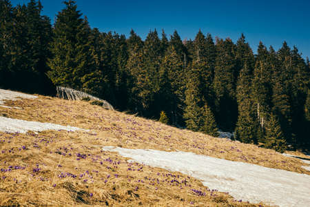 Snow-covered meadow in the mountains, coniferous forest, springの写真素材