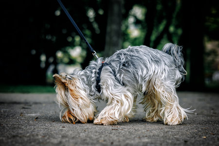 A Yorkshire terrier on a leash sniffs tracks on the asphalt. High quality photoの写真素材
