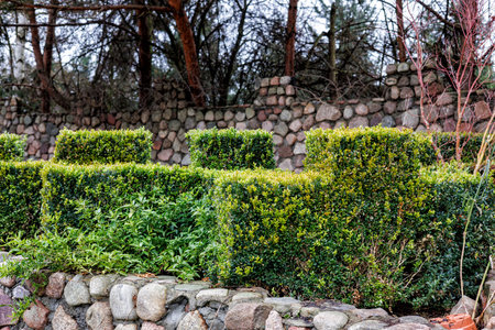 Evergreen bushes trimmed in the form of castle teeth and a stone fence. High quality photoの写真素材