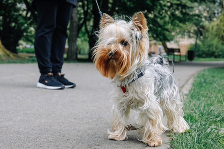 A Yorkshire terrier on the alley of the next park to the owner. High quality photoの写真素材