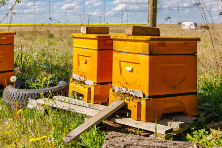 Two hives with actively working bees on a sunny day in an apiary. Rural life.