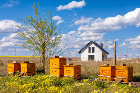 Six hives in a meadow with a house in the background. Apiary in the countryside.