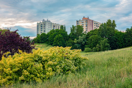 Beautiful meadow in the city park with flowering bushes against the background of the sky and multi-story buildings. City landscape.の写真素材