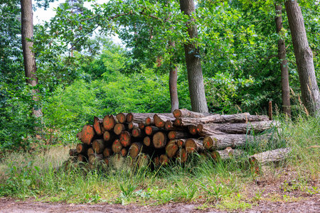 Tree trunks cut in the forest are piled into a pyramid and prepared for removal. Tree trunks marked...