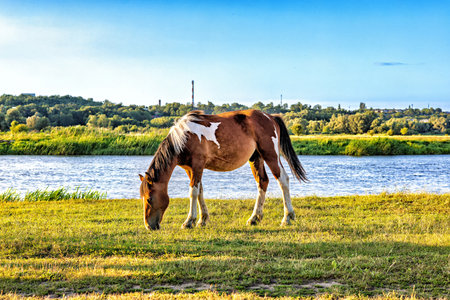 A lonely brown horse grazes on the river bank in the rays of the bright sun. Blue sky.の写真素材