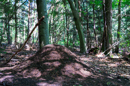 A large anthill in a dark forest with patches of sunlight on it.の写真素材