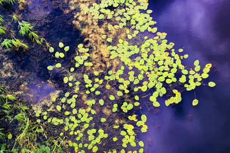 Water lily leaves on water. Reflection of clouds in river water. View from above.