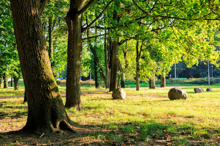Trees in a city park in the light of the setting sun. High quality photoの写真素材