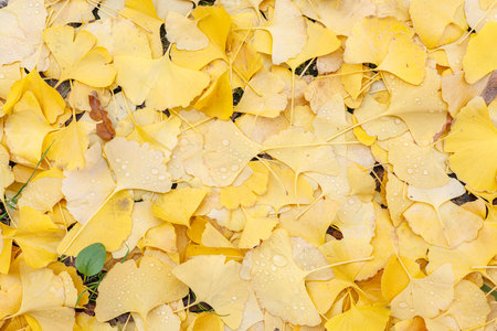 Yellow fallen leaves of Ginkgo tree with dew drops.の写真素材