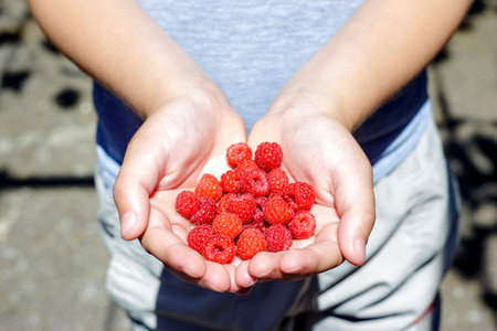 Hands of the child with ripe raspberry.