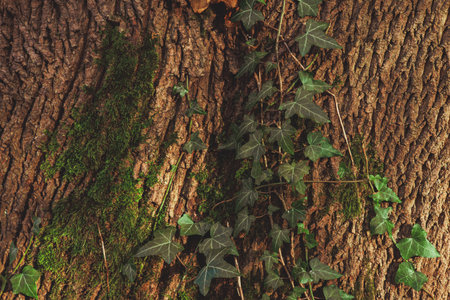 Brown bark of a tree with moss and ivy vines growing on it.の写真素材