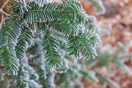 Green twigs of a spruce covered with frost close-up. Hoarfrost on the branches of the spruce. High...