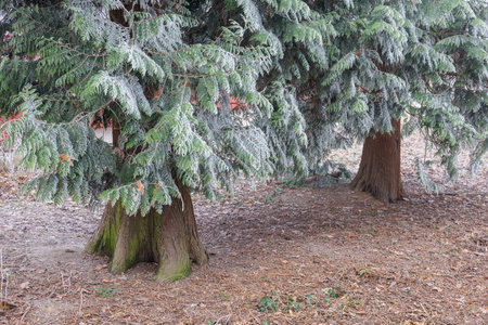 The lower part of the thuja trunks has branches covered with frost. Trunks of coniferous trees with frost on the branches. High quality photoの写真素材