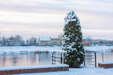 A snow-covered thuja on a city pier in the dawn light.の写真素材