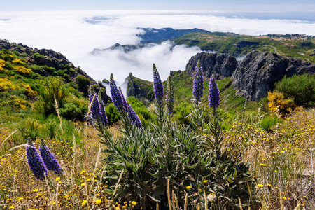 View near Pico do Arieiro of mountains in clouds with Pride of Madeira flowers and blooming Cytisus shrubs. Madeira island, Portugal. High quality photoの写真素材