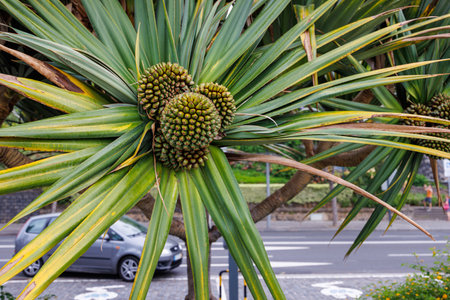 Beautiful green Pandanus fruits framed by leaves in Funchal, Madeira. Pandanus tree, Pandanus palm, exotic fruit. High quality photoの写真素材
