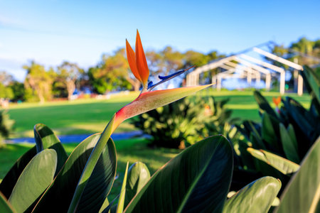 Strelitzia reginae, beautiful flowers in Madeira Island, Portugal. Symbol of Madeira Island. Flower wallpaper. High quality photoの写真素材