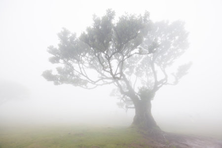 A lone laurel tree with a thick trunk and lush crown is shrouded in dense fog. The mystical forest of Fanal on the island of Madeira, Portugal. High quality photoの写真素材