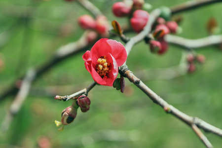 Red cherry flower blooms on the branchの写真素材