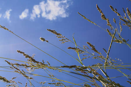 Yellow grass on a background of clouds