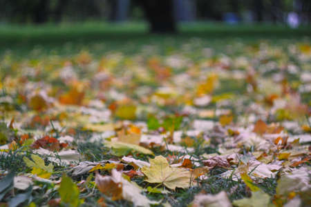 yellow leaves and brown leavesの写真素材