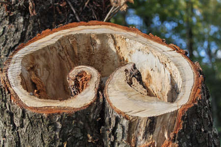 cut tree pillar. Closeup heart shaped sliceの写真素材