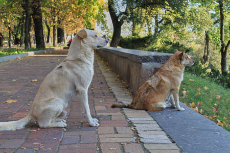 two dogs are sitting on the road and looking into the distance. close-upの写真素材