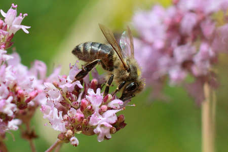 Beautiful bee collects nectar from flowers.
