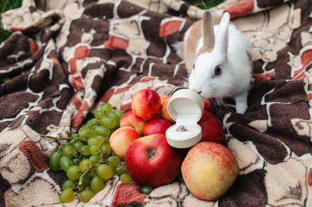 Rabbit sniffs engagement ring with a blue stone in a white boxの写真素材