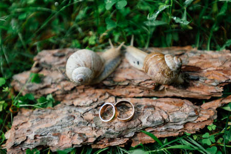 Golden wedding rings lie on a piece of bark next to a pair of snailsの写真素材