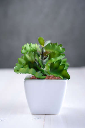 Green houseplant in a white potの写真素材
