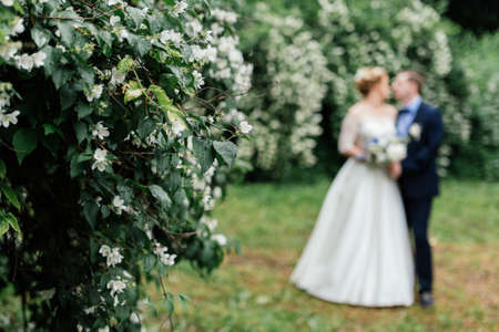 Blooming jasmine bush after the rain with the bride and groom blurred in the background. Raindrops on flowers of jasmineの写真素材