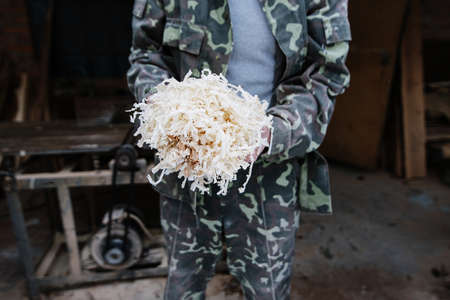 Sawdust in the carpenter's handsの写真素材