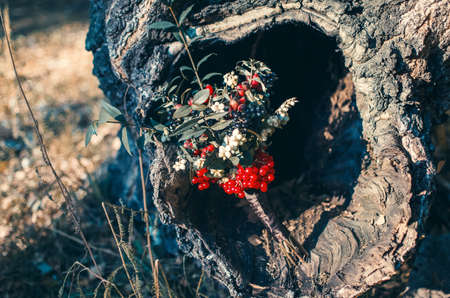 Autumn bouquet of viburnum and white and black berriesの写真素材