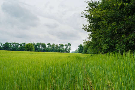 Green wheat field, beautiful sky with clouds, free space for text. Sunny agriculture landscape, background. Wheat field with green spikelets. Macro photo of green of wheat.の写真素材